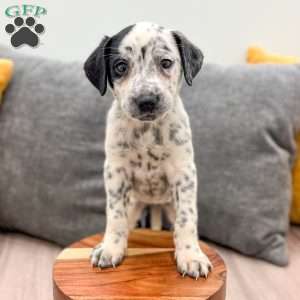 Cookie, Dalmatian Mix Puppy