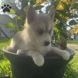 Taffy, Pomsky Puppy