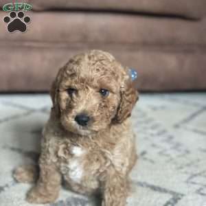 Buck, Mini Goldendoodle Puppy