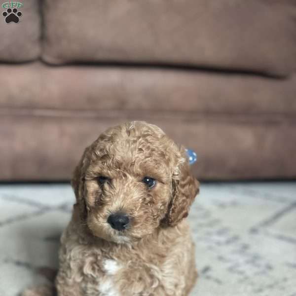 Buck, Mini Goldendoodle Puppy
