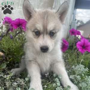 Taffy, Pomsky Puppy