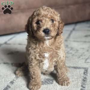 Buck, Mini Goldendoodle Puppy