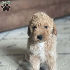 Winnie, Mini Goldendoodle Puppy