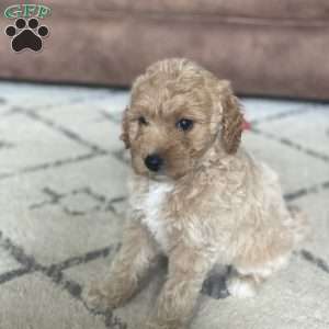 Winnie, Mini Goldendoodle Puppy