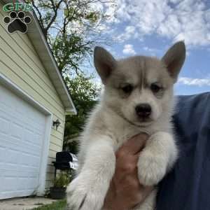 Taffy, Pomsky Puppy