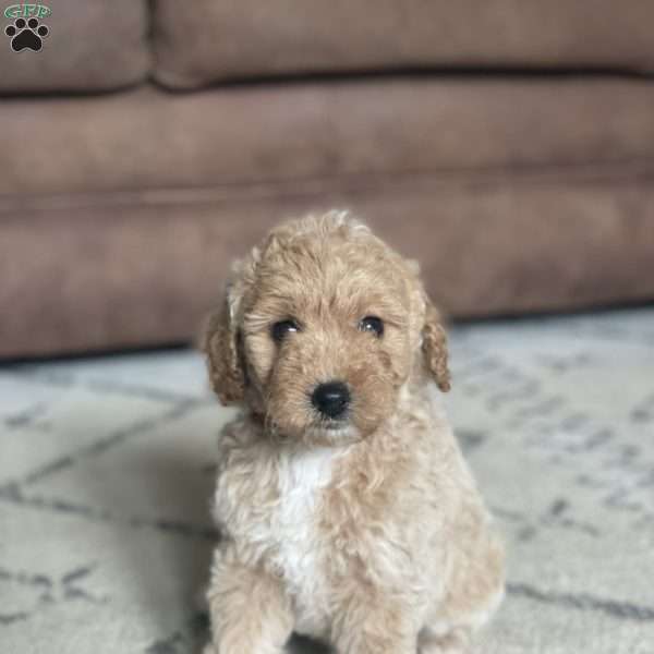 Winnie, Mini Goldendoodle Puppy