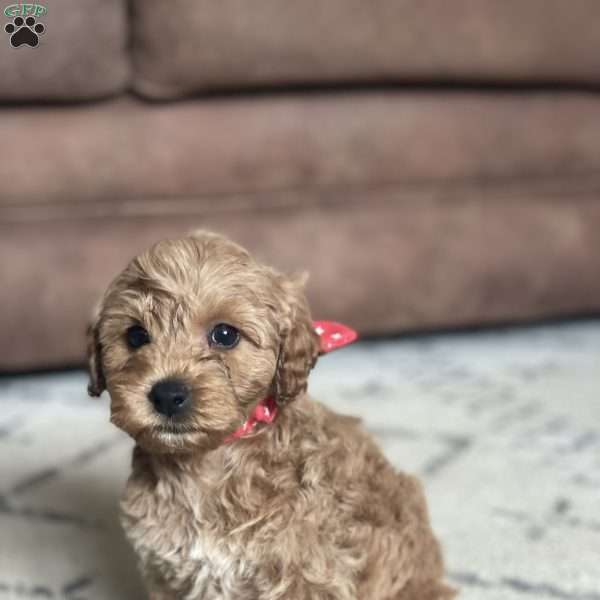 Scout, Mini Goldendoodle Puppy