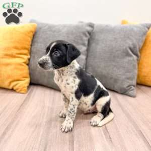 Checkers, Dalmatian Mix Puppy
