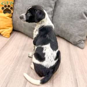Checkers, Dalmatian Mix Puppy