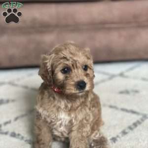 Scout, Mini Goldendoodle Puppy