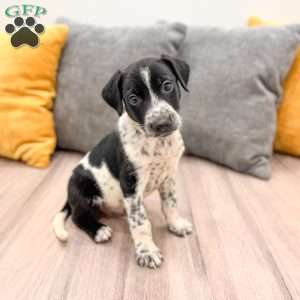 Checkers, Dalmatian Mix Puppy