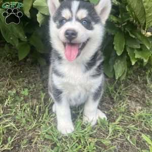 Tyson, Pomsky Puppy