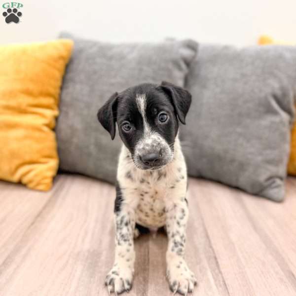 Checkers, Dalmatian Mix Puppy