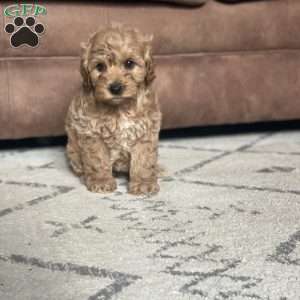 Scout, Mini Goldendoodle Puppy