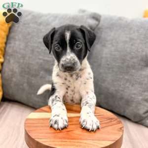 Checkers, Dalmatian Mix Puppy