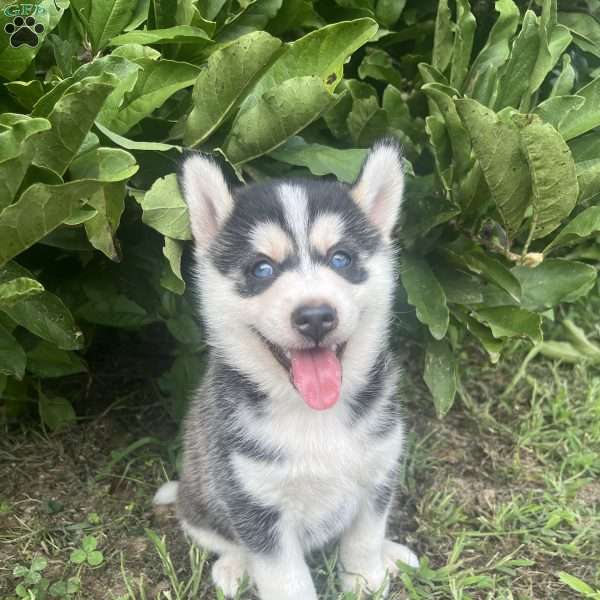 Tyson, Pomsky Puppy