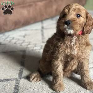 Koda, Mini Goldendoodle Puppy