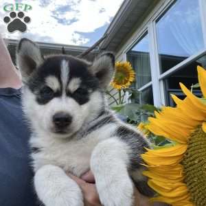 Tyson, Pomsky Puppy