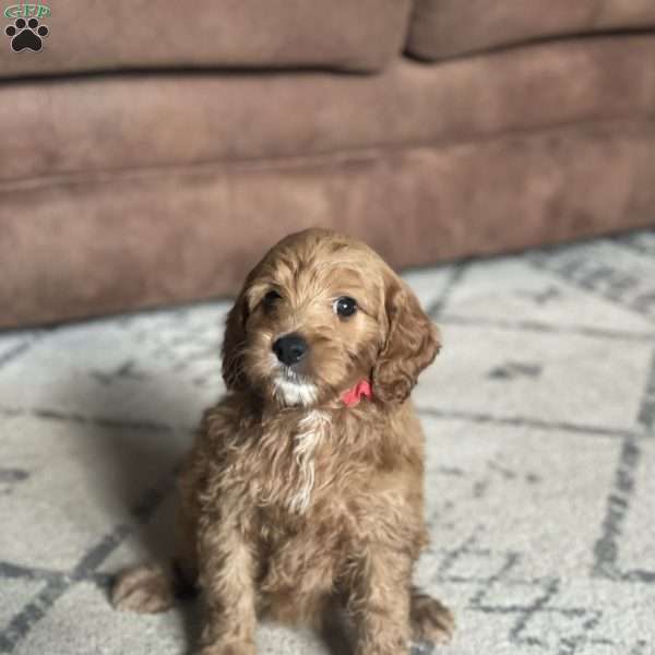 Koda, Mini Goldendoodle Puppy