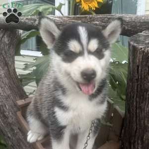 Tyson, Pomsky Puppy