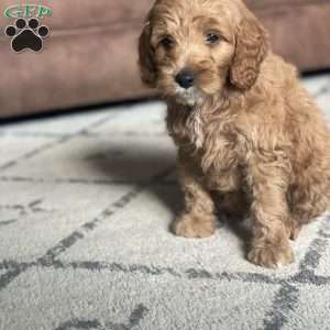 Koda, Mini Goldendoodle Puppy