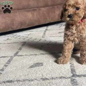 Lucy, Mini Goldendoodle Puppy