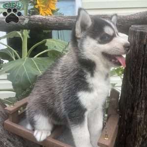 Tyson, Pomsky Puppy