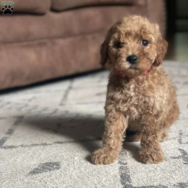 Lucy, Mini Goldendoodle Puppy