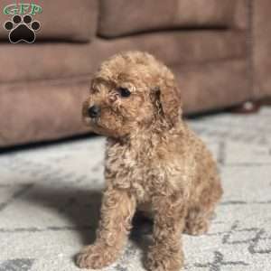 Lucy, Mini Goldendoodle Puppy