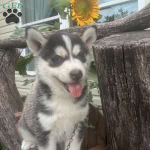 Tyson, Pomsky Puppy