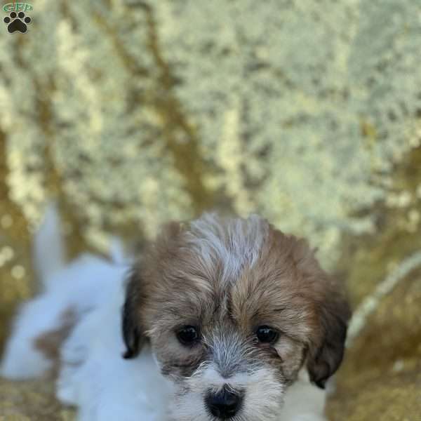 Rebecca, Yorkie-Chon Puppy