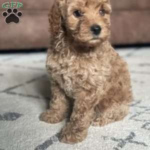 Lucy, Mini Goldendoodle Puppy
