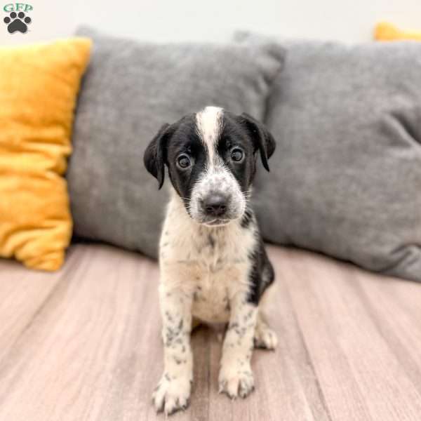 Oreo, Dalmatian Mix Puppy