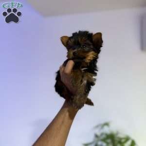 Snuggles, Yorkie Puppy
