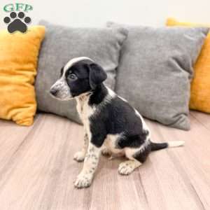 Oreo, Dalmatian Mix Puppy