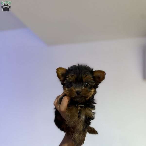 Snuggles, Yorkie Puppy