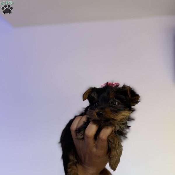 Nicki, Yorkie Puppy