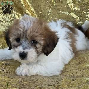 Rebecca, Yorkie-Chon Puppy
