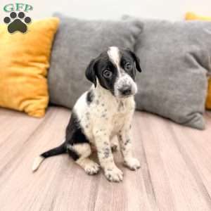 Oreo, Dalmatian Mix Puppy