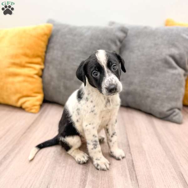 Oreo, Dalmatian Mix Puppy