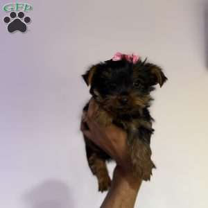 Nicki, Yorkie Puppy