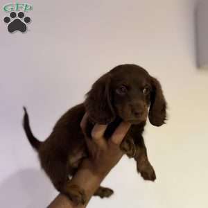 Snickers, Dachshund Puppy