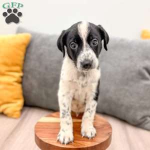 Oreo, Dalmatian Mix Puppy