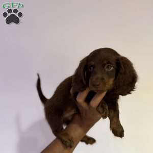 Snickers, Dachshund Puppy