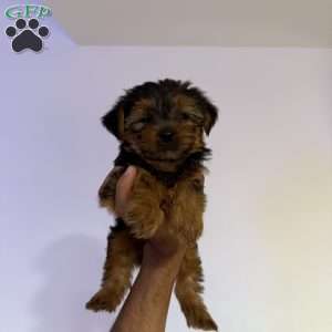 Rex, Yorkie Puppy