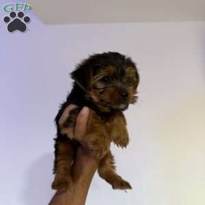 Rex, Yorkie Puppy