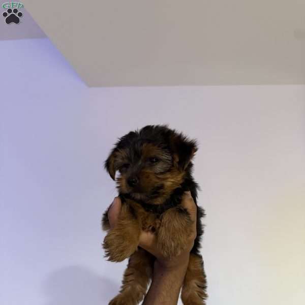 Rex, Yorkie Puppy