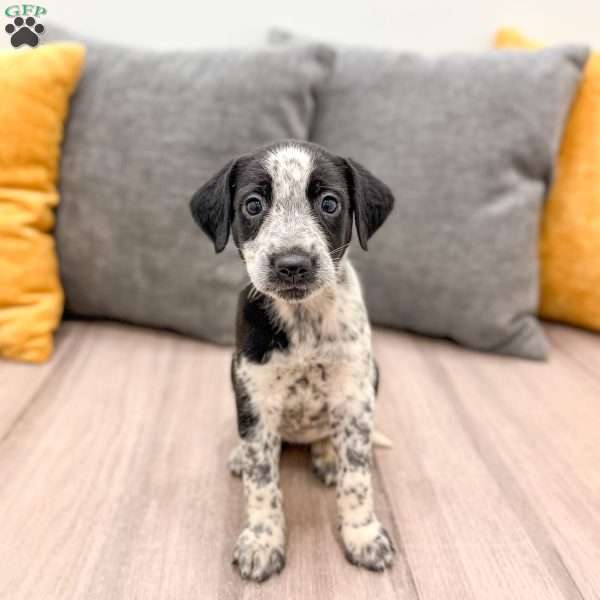 Minnie, Dalmatian Mix Puppy
