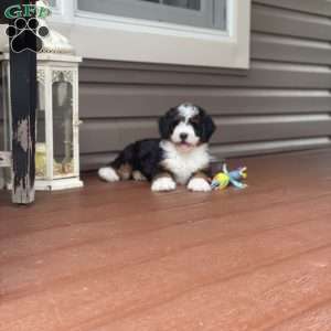 Lola, Mini Bernedoodle Puppy