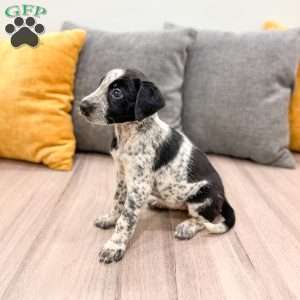 Minnie, Dalmatian Mix Puppy